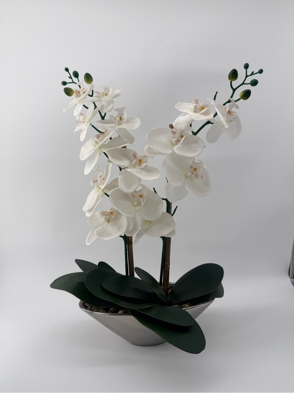 White Phalaenopsis Orchid Arrangement